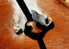 Клеймо лилии на плече во Франции